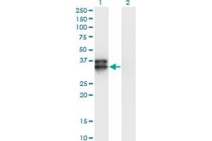 Western Blot analysis of OLIG2 expression in transfected 293T cell line by OLIG2 monoclonal antibody (M06), clone 2B11. (OLIG2 抗体  (AA 2-78))