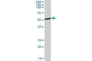 ALDH5A1 MaxPab polyclonal antibody. (ALDH5A1 抗体  (AA 1-535))