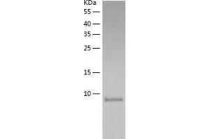 Thiosulfate Sulfurtransferase (Rhodanese)-Like Domain Containing 3 (TSTD3) (AA 1-97) protein (His-IF2DI Tag)