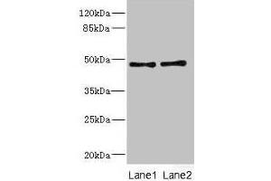 Western blot All lanes: CRTAP antibody at 0. (CRTAP 抗体  (AA 20-240))