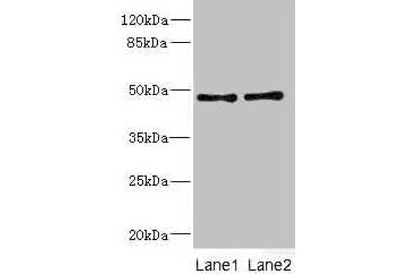 CRTAP 抗体  (AA 20-240)