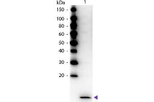 Western Blot of Peroxidase Conjugated Rabbit anti-MIP-3α antibody. (CCL20 抗体  (HRP))