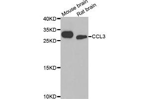 Western blot analysis of extracts of various cell lines, using CCL3 antibody (ABIN5974742) at 1/1000 dilution. (CCL3 抗体)