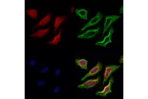 ABIN6261329 and ABIN6273042 staining Hela cells by IF/ICC. (DNAJB14 抗体  (C-Term))