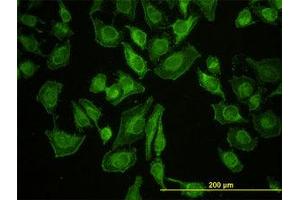 Image no. 4 for anti-Leucine Zipper-EF-Hand Containing Transmembrane Protein 1 (LETM1) (AA 601-709) antibody (ABIN598780) (LETM1 抗体  (AA 601-709))