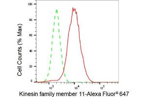 Flow cytometric analysis of Kinesin family member 11 expression in HAP-1 cells using Kinesin family member 11 antibody (ABIN7799200), 1:2,000). (Recombinant KIF11 抗体)