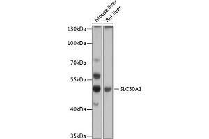 Western blot analysis of extracts of various cell lines, using SLC30 antibody (2533) at 1:1000 dilution. (SLC30A1 抗体  (AA 328-507))
