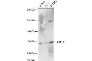 Western blot analysis of extracts of various cell lines, using OR3 antibody (7512) at 1:1000 dilution. (OR3A1 抗体  (AA 254-315))