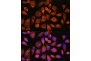 Immunofluorescence (IF) image for anti-ATP Synthase, H+ Transporting, Mitochondrial Fo Complex, Subunit C2 (Subunit 9) (ATP5G2) antibody (ABIN7265724)