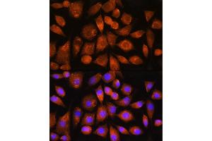 Immunofluorescence analysis of L929 cells using G2 Rabbit pAb (ABIN7265724) at dilution of 1:100. (ATP5G2 抗体)