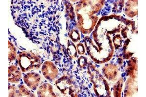 Immunohistochemistry of paraffin-embedded human kidney tissue using ABIN7142768 at dilution of 1:100 (RPL22/L1 抗体  (AA 1-122))