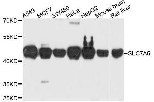 Western blot analysis of extracts of various cell lines, using SLC7A5 antibody. (SLC7A5 抗体  (AA 1-125))