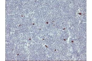Image no. 9 for anti-Transcription Factor MafB (MAFB) (AA 32-320) antibody (ABIN1491411)