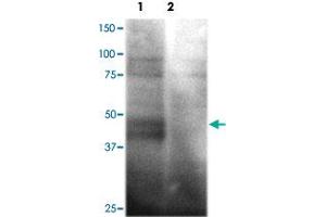 Western blot analysis of HEK293 cells over-expressing SLC2A1 (Lane 1) or a nono-specific control receptor (Lane 2) using SLC2A1 polyclonal antibody  at 1:200 dilution. (GLUT1 抗体)