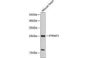 Western blot analysis of extracts of mouse heart, using PTPMT1 Antibody (ABIN6128516, ABIN6146436, ABIN6146437 and ABIN6224703) at 1:1000 dilution. (PTPMT1 抗体  (AA 1-201))