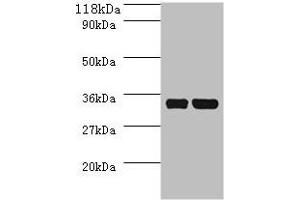 Western blot All lanes: dcyD antibody at 2 μg/mL + DH5a whole cell lysate Secondary Goat polyclonal to rabbit IgG at 1/10000 dilution Predicted band size: 35 kDa Observed band size: 35 kDa (DcyD 抗体  (AA 2-328))