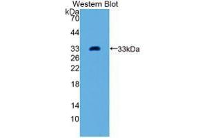 Western blot analysis of recombinant Human GDF11. (GDF11 抗体  (AA 138-386))