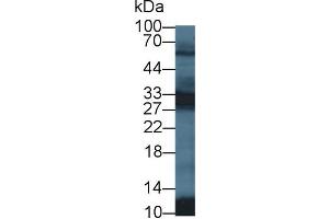 Western Blot; Sample: Mouse Testis lysate; Primary Ab: 1µg/ml Rabbit Anti-Human PGAM2 Antibody Second Ab: 0. (PGAM2 抗体  (AA 1-236))