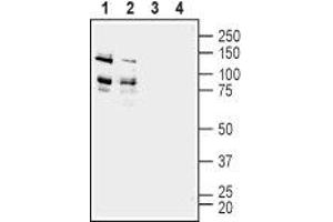 Western blot analysis of rat (lanes 1 and 3) and mouse (lanes 2 and 4) brain membranes:  - 1,2. (ADAM22 抗体  (Extracellular, N-Term))
