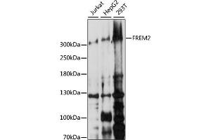 Western blot analysis of extracts of various cell lines, using FREM2 antibody (ABIN7267260) at 1:1000 dilution. (FREM2 抗体  (AA 47-300))