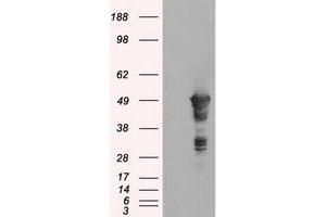 Image no. 1 for anti-Glial Fibrillary Acidic Protein (GFAP) antibody (ABIN1498442) (GFAP 抗体)
