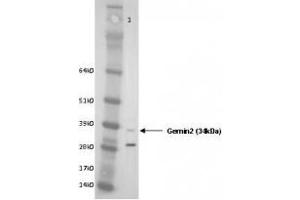 Image no. 1 for anti-Gem (Nuclear Organelle) Associated Protein 2 (GEMIN2) (AA 12-280) antibody (ABIN108541)