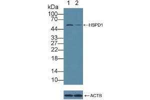 Knockout Varification: Lane 1: Wild-type A549 cell lysate, Lane 2: HSPD1 knockout A549 cell lysate, Predicted MW: 17,61kd Observed MW: 58kd Primary Ab: 1 μg/mL Rabbit Anti-Human HSPD1 Antibody Second Ab: 0. (HSPD1 抗体  (AA 1-573))
