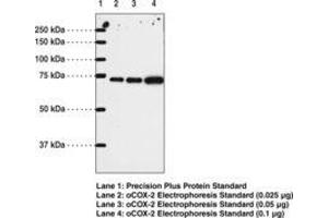 Image no. 1 for anti-Prostaglandin-Endoperoxide Synthase 2 (Prostaglandin G/H Synthase and Cyclooxygenase) (PTGS2) (AA 567-599) antibody (ABIN1100903) (PTGS2 抗体  (AA 567-599))