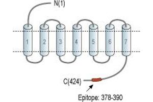 anti-Arginine Vasopressin Receptor 1A (AVPR1A) (AA 378-390), (C-Term), (Intracellular) antibody