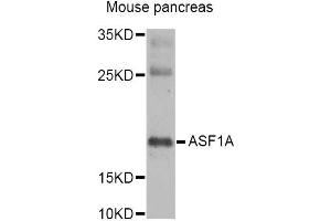 Western blot analysis of extracts of mouse pancreas, using ASF1A Antibody (ABIN5973912) at 1/1000 dilution. (ASF1A 抗体)