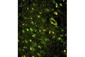 Immunofluorescence (IF) image for anti-KH-Type Splicing Regulatory Protein (KHSRP) antibody (ABIN3002845)
