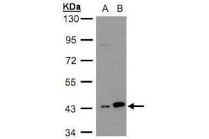 WB Image Sample(30 ug whole cell lysate) A:H1299 B:HeLa S3, 10% SDS PAGE antibody diluted at 1:3000