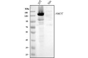anti-Angiomotin (AMOT) (AA 12-622) antibody