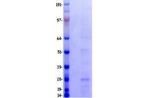 CD3 Protein (CD3) (Myc-DYKDDDDK Tag)