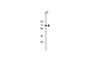 Anti-PLCZ1 Antibody (N-term) at 1:1000 dilution + 293 whole cell lysate Lysates/proteins at 20 μg per lane. (PLCz1 抗体  (N-Term))