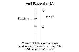Western blot of Anti-Rabphilin 3A (Rabbit) Antibody - 612-401-E21 Western Blot of Rabbit anti-Rabphilin 3A antibody. (RPH3A 抗体  (C-Term))