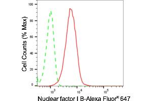 anti-Nuclear Factor I/B (NFIB) antibody