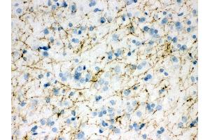 Anti- TH Picoband antibody,IHC(P) IHC(P): Rat Brain Tissue (TH 抗体  (Middle Region))