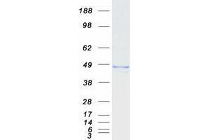 Western Blotting (WB) image for AlkB, Alkylation Repair Homolog 1 (ALKBH1) protein (Myc-DYKDDDDK Tag) (ABIN2714575)