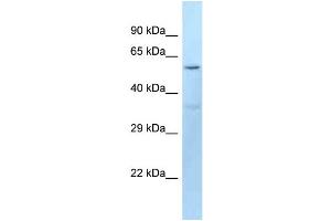 WB Suggested Anti-Dct Antibody Titration: 1. (DCT 抗体  (N-Term))