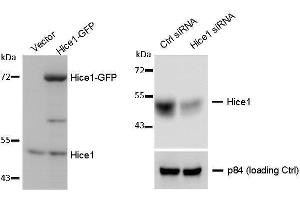 Western blot analysis of using a 7. (NYS48/HAUS8 抗体)