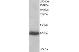 Western Blotting (WB) image for anti-PDZ and LIM Domain 4 (PDLIM4) (C-Term) antibody (ABIN2466091) (PDLIM4 抗体  (C-Term))