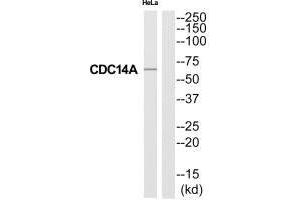 Western blot analysis of extracts from HeLa cells, using CC14A antibody. (CDC14A 抗体)