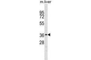 Western blot analysis in mouse liver tissue lysates (35ug/lane) using NKX6-1  Antibody (C-term). (NKX6-1 抗体  (C-Term))