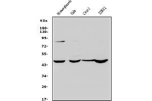 Western blot analysis of Rex1/ZFP42 using anti-Rex1/ZFP42 antibody (ABIN7600901).
