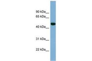 Image no. 1 for anti-Iroquois Homeobox Protein 1 (IRX1) (AA 179-228) antibody (ABIN6741967) (IRX1 抗体  (AA 179-228))