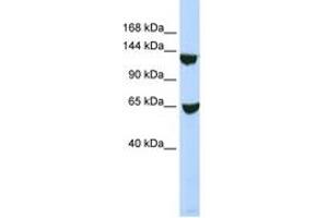 Image no. 1 for anti-SWI/SNF Related, Matrix Associated, Actin Dependent Regulator of Chromatin, Subfamily A, Member 1 (SMARCA1) (N-Term) antibody (ABIN6742754)