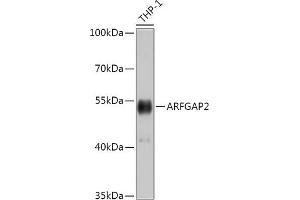 Western blot analysis of extracts of THP-1 cells, using  antibody (ABIN7265486) at 1:1000 dilution. (arfgap2 抗体  (AA 242-521))