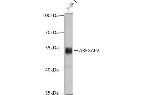 arfgap2 抗体  (AA 242-521)