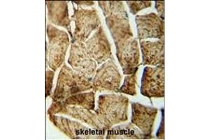 SD4 antibody (N-term) (ABIN652084 and ABIN2840541) immunohistochemistry analysis in formalin fixed and paraffin embedded human skeletal muscle followed by peroxidase conjugation of the secondary antibody and DAB staining. (SMPD4 抗体  (N-Term))